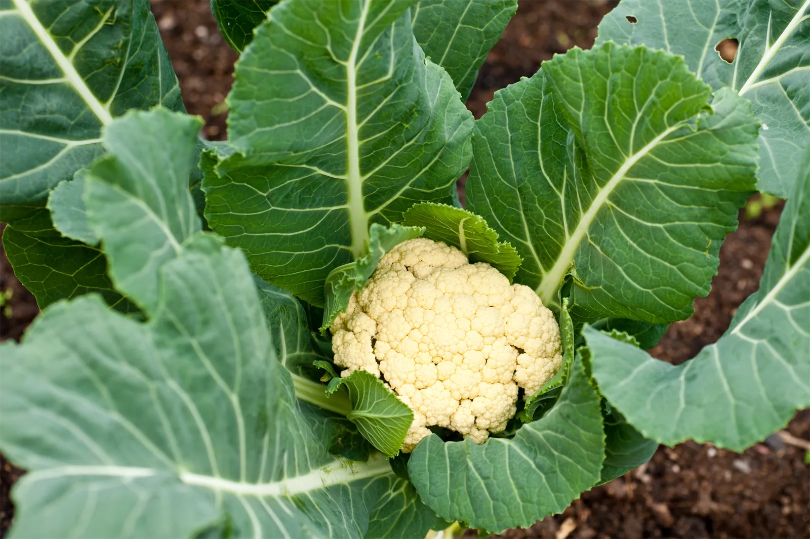 Cauliflower growing in Alberta garden soil with surrounding leaves