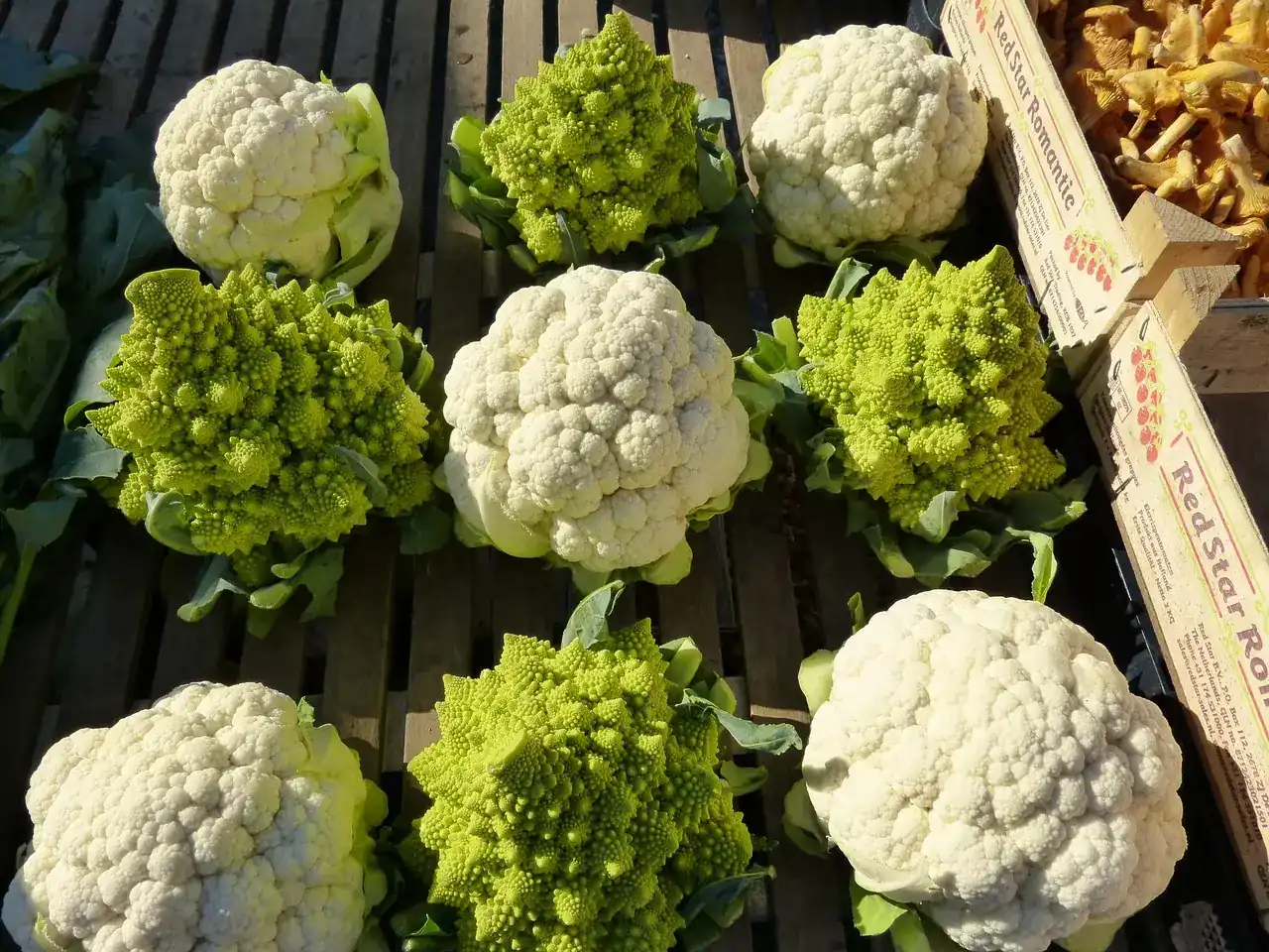 a fresh batch of newly harvested cauliflower heads, ready for cooking or storage