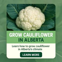 Learn to grow cauliflower in Alberta's climate - click to discover tips and guides