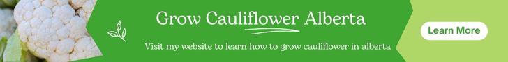 Grow cauliflower in Alberta - Learn how to grow cauliflower with tips and resources