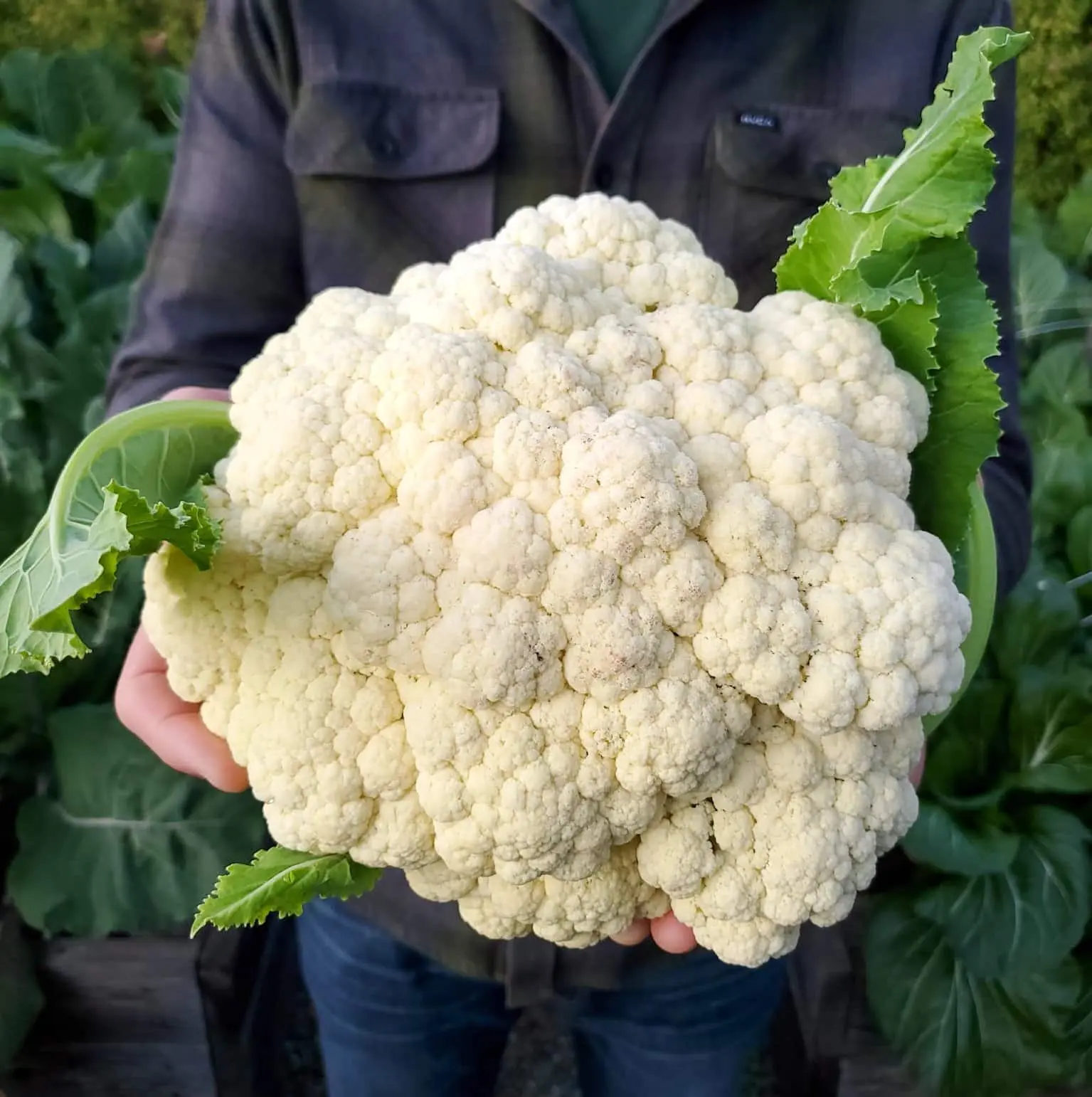 A large cauliflower head being held by a gardener after harvest in Alberta