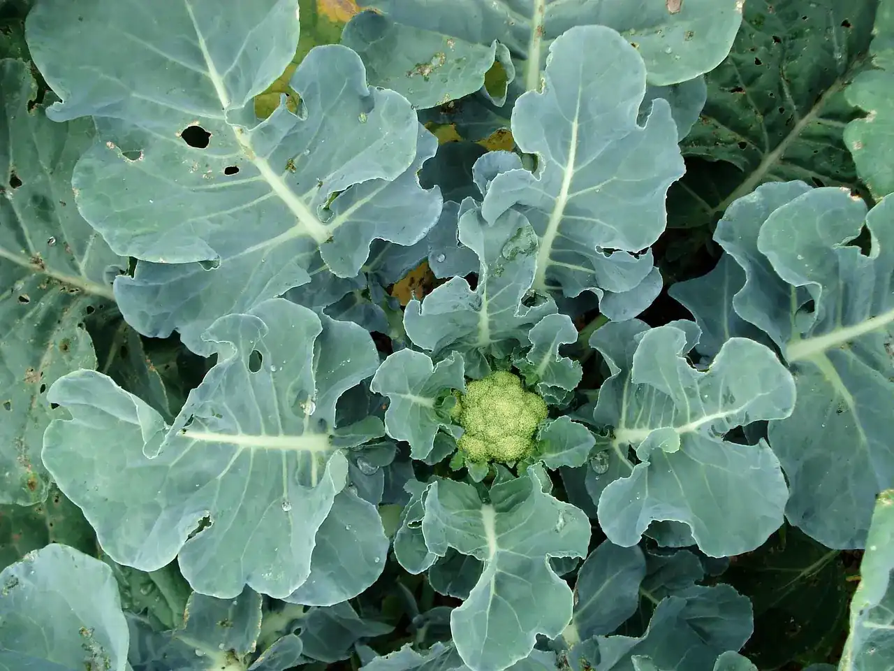 cauliflower leaves infested with pests, highlighting common gardening challenges