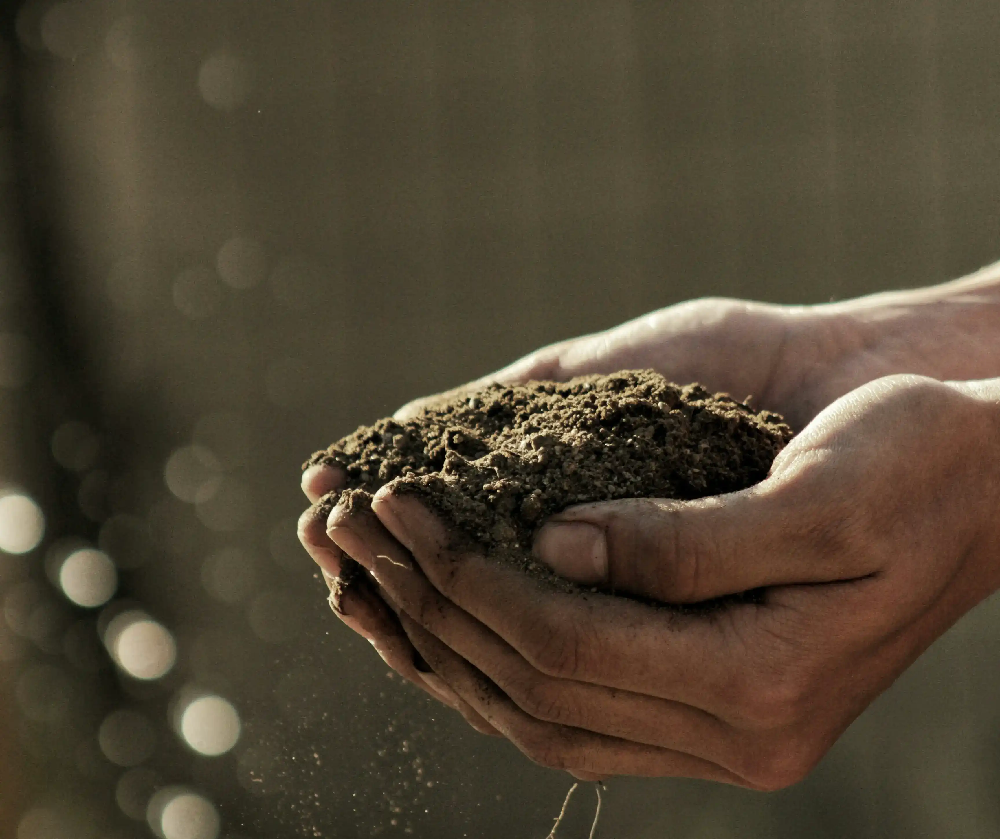 farmer's hands holding nutrient-rich soil, essential for growing healthy cauliflower