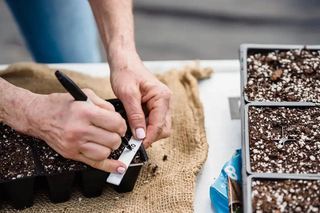 close-up of cauliflower seeds sprouting in a seed tray, ready for planting