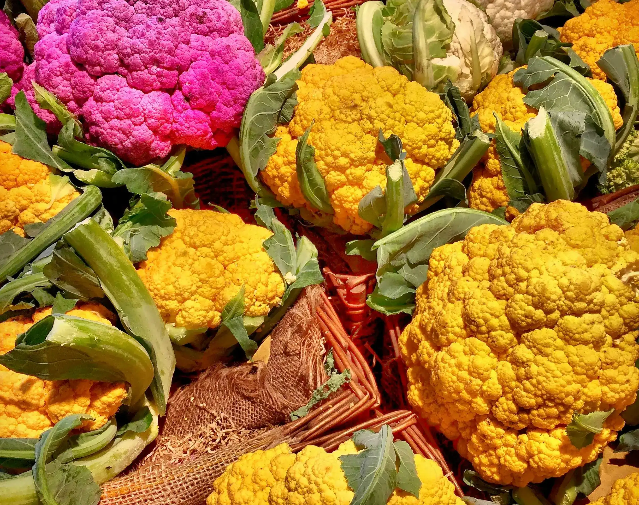 three different cauliflower varieties: Snow Crown, Amazing, and Cheddar, each displaying unique colors and textures